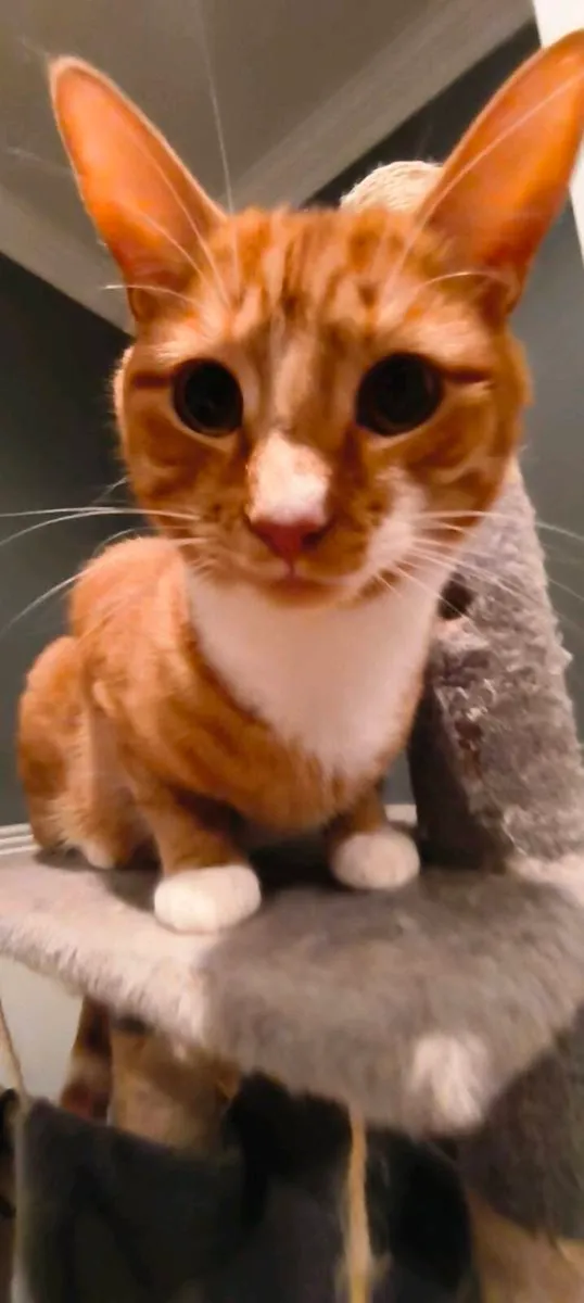 Cuddly Ginger cat - Image 4