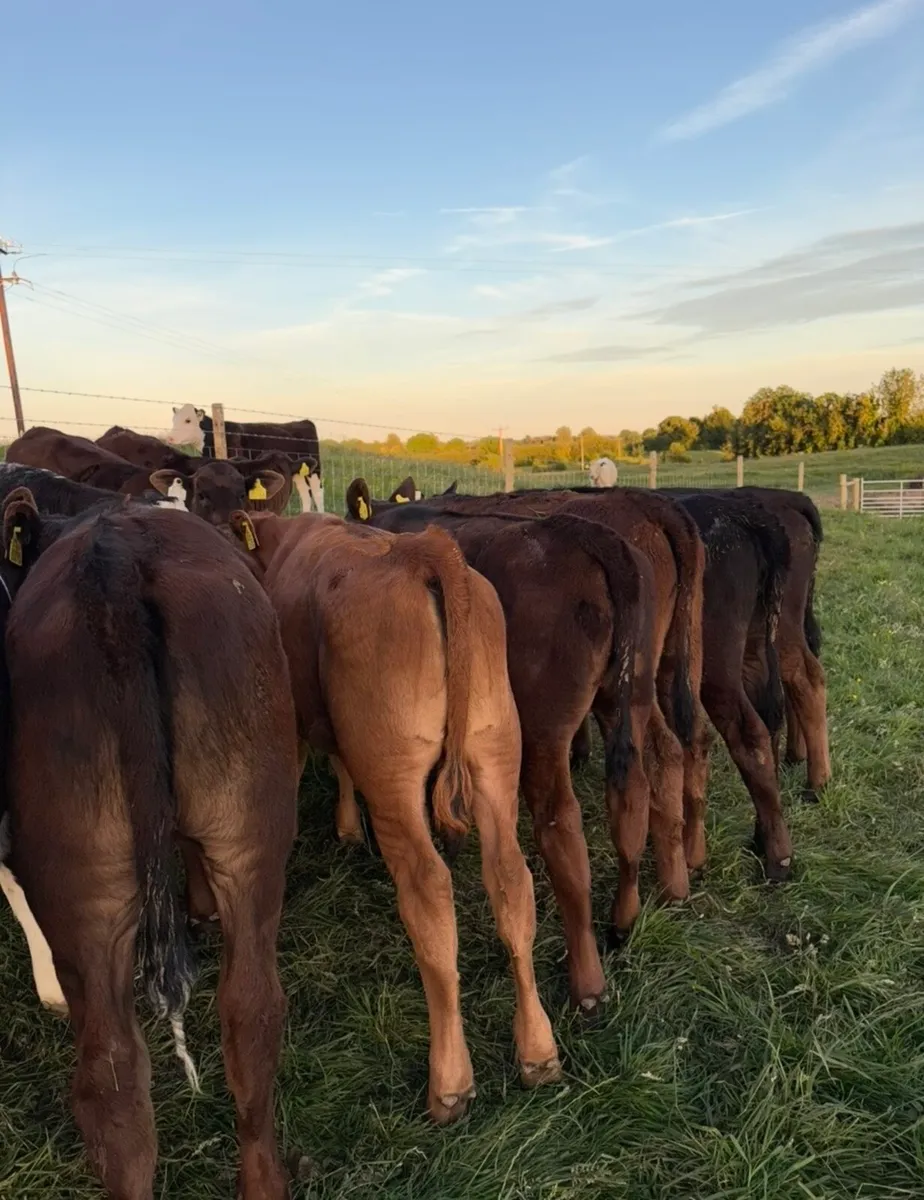 17 super continental bred heifer runners - Image 1