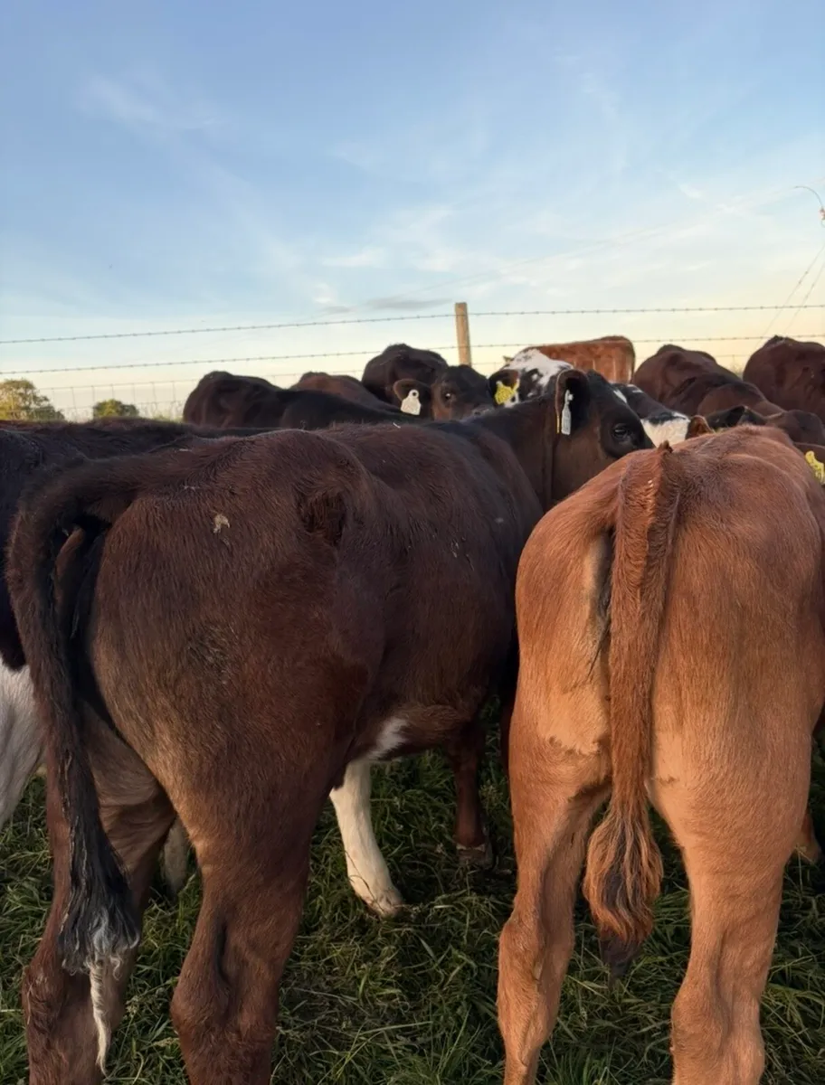 17 super continental bred heifer runners - Image 2