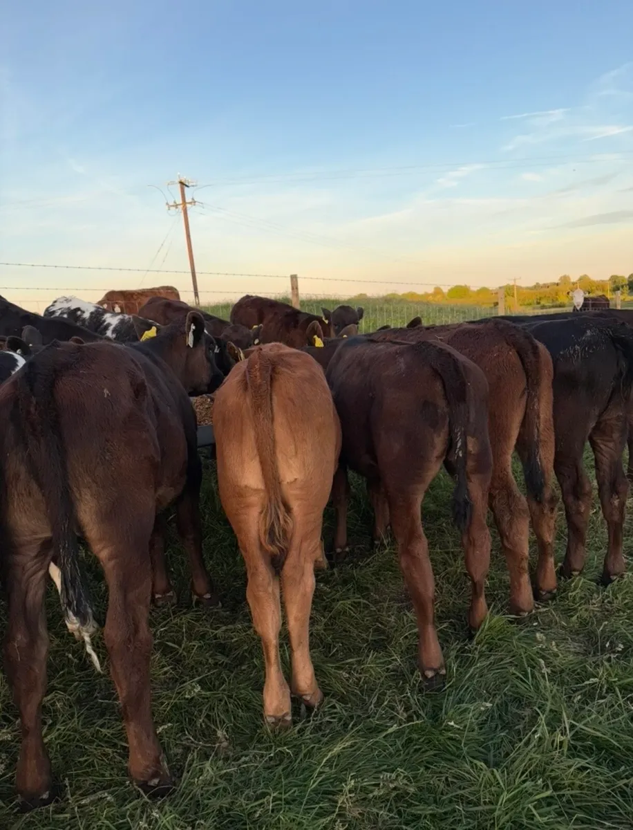 17 super continental bred heifer runners - Image 3