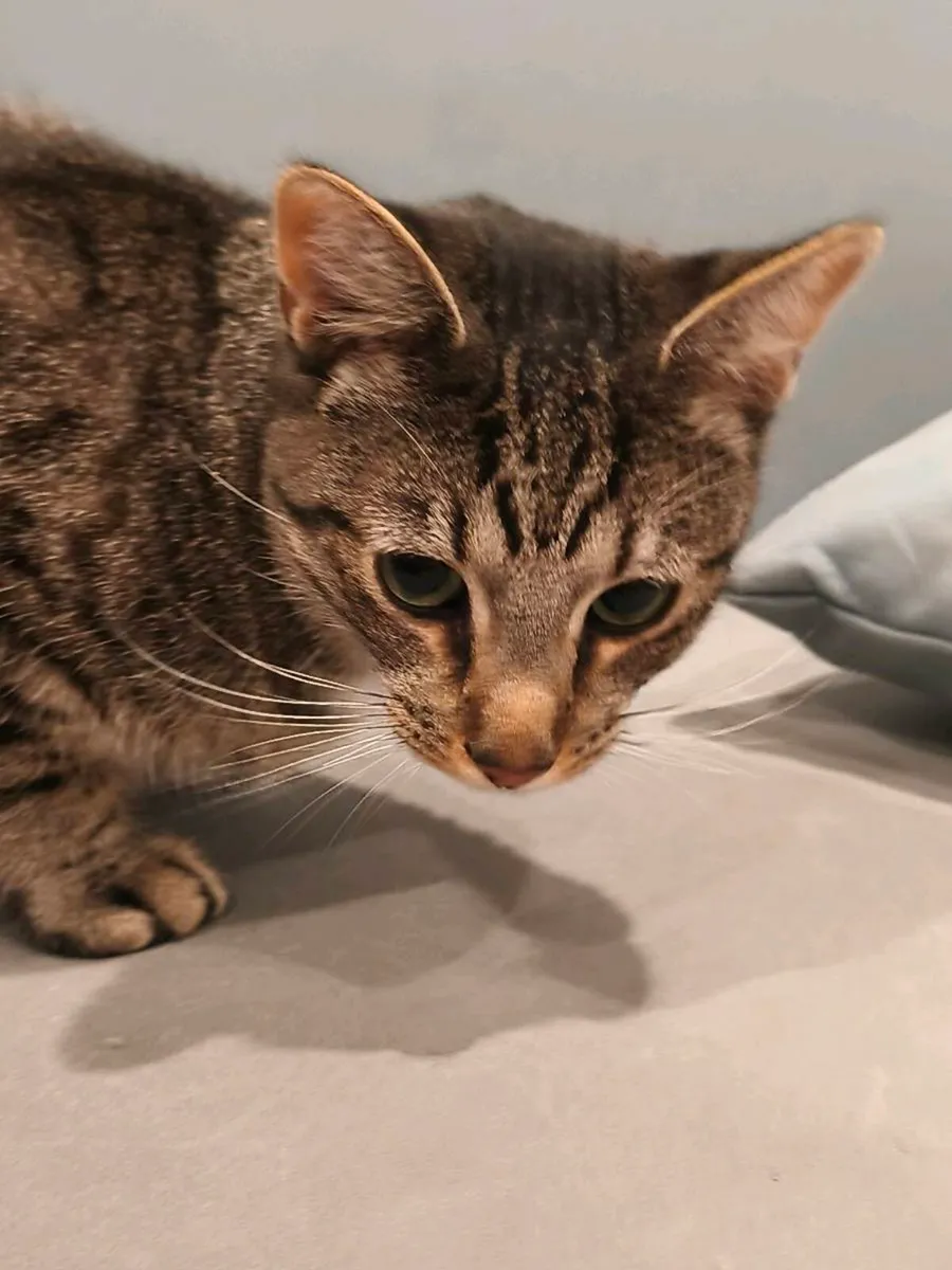 Grey domestic short hair cat with hazel tint - Image 2
