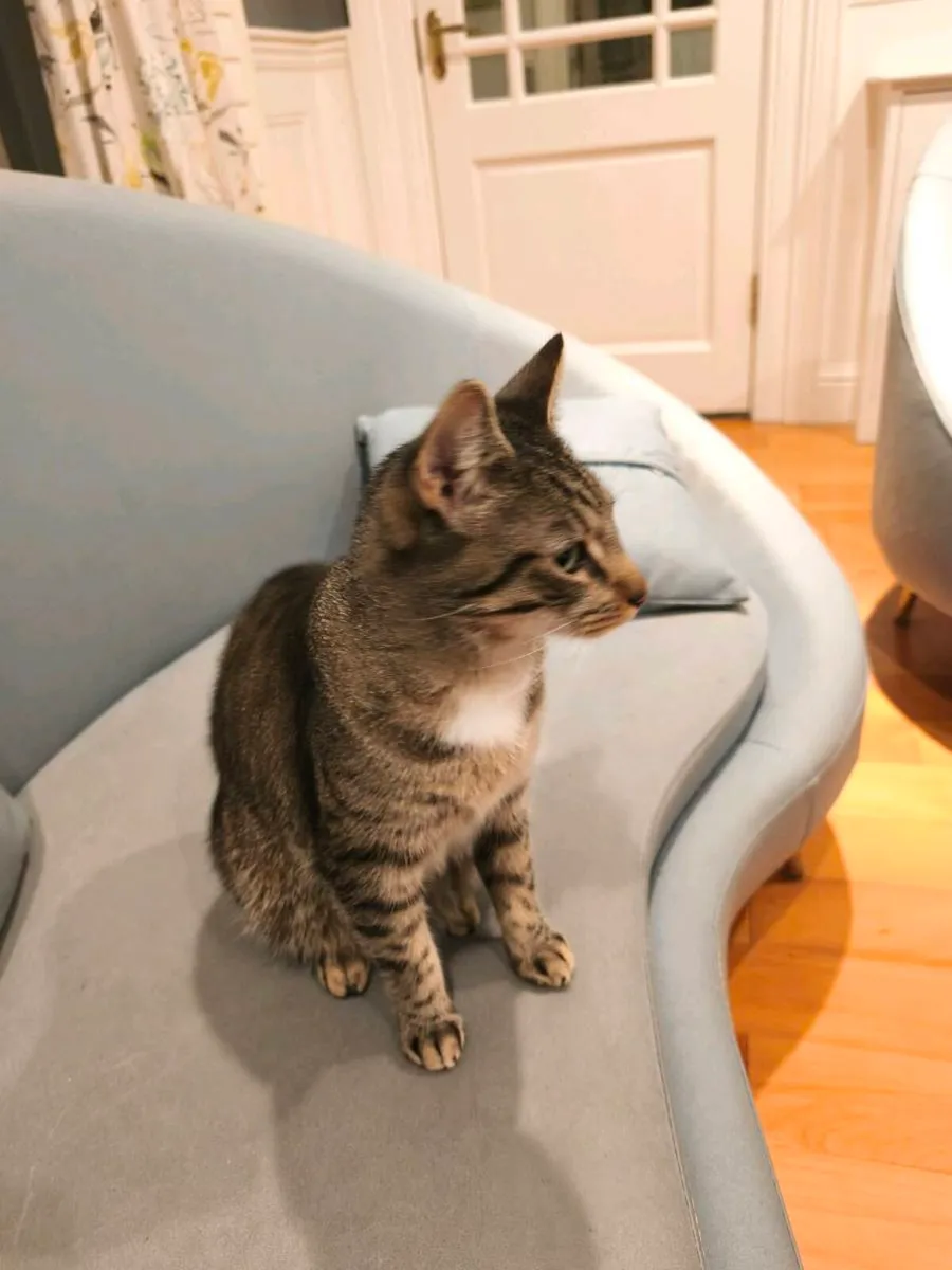Grey domestic short hair cat with hazel tint - Image 3