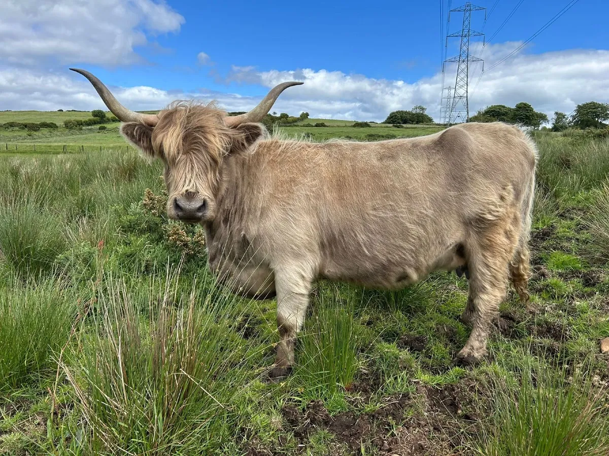 Highland Cattle - Image 2