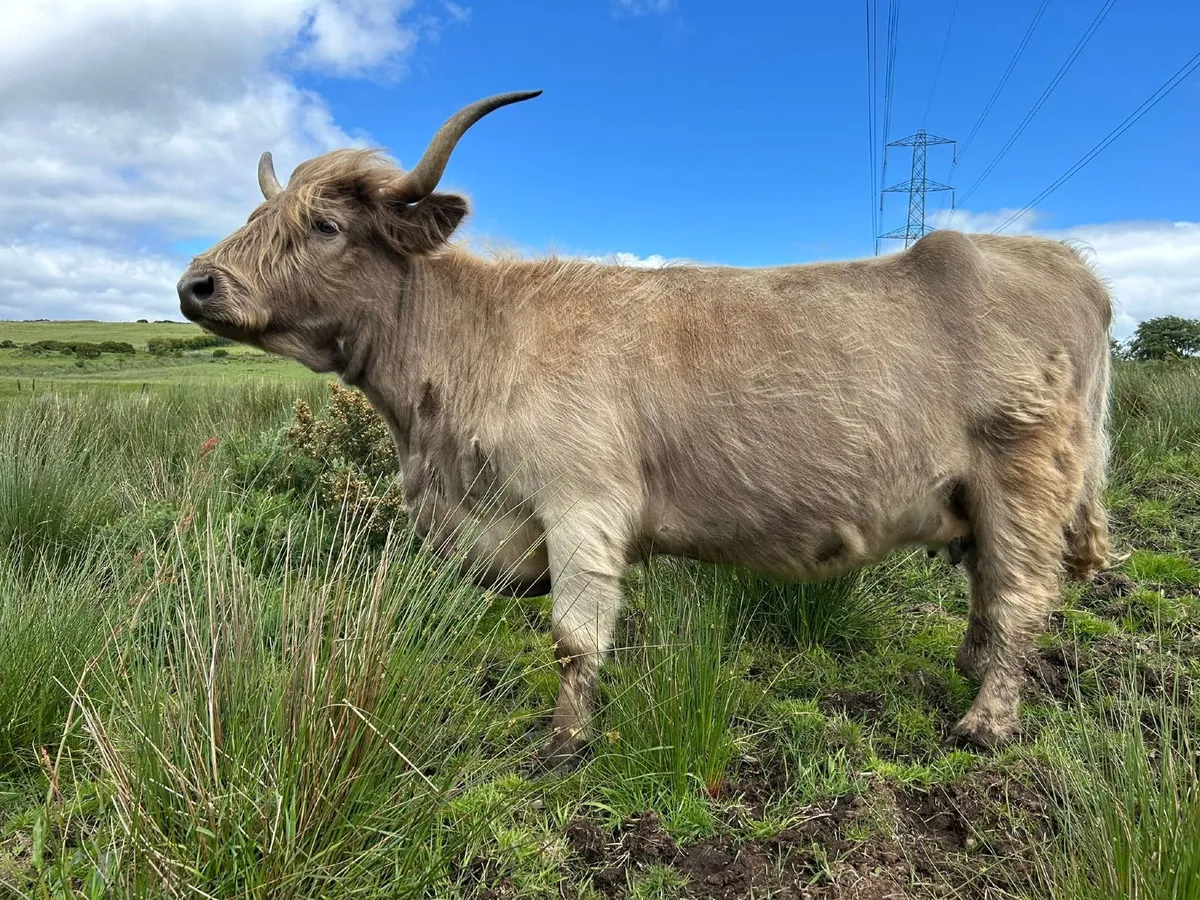 Highland Cattle - Image 3