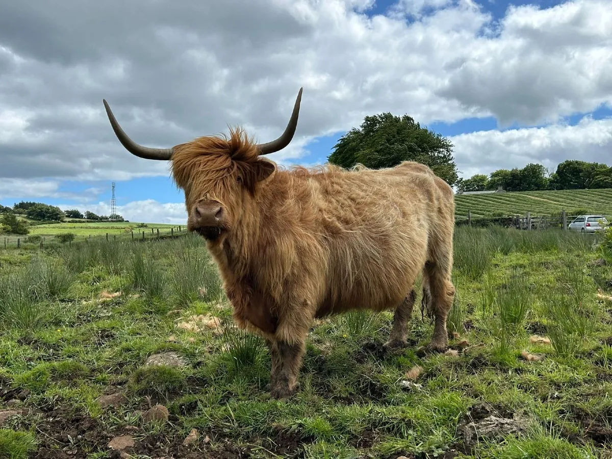 Highland Cattle - Image 4