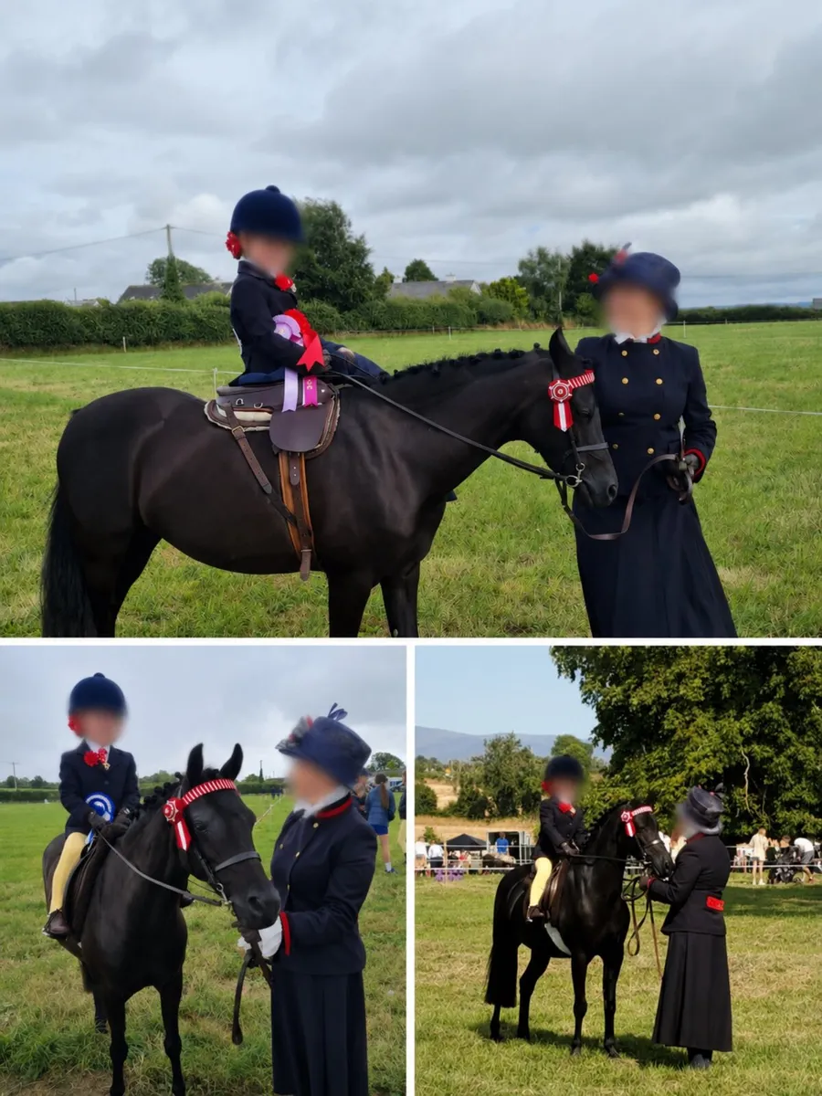 Exceptional Part-Bred Welsh Show Pony - Image 1