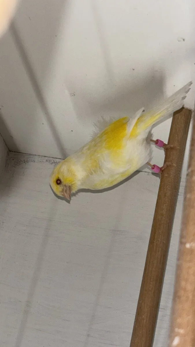 Dimorphic red eyed canaries 2025 hens - Image 1