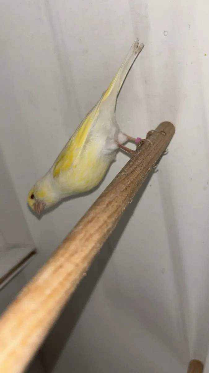 Dimorphic red eyed canaries 2025 hens - Image 2