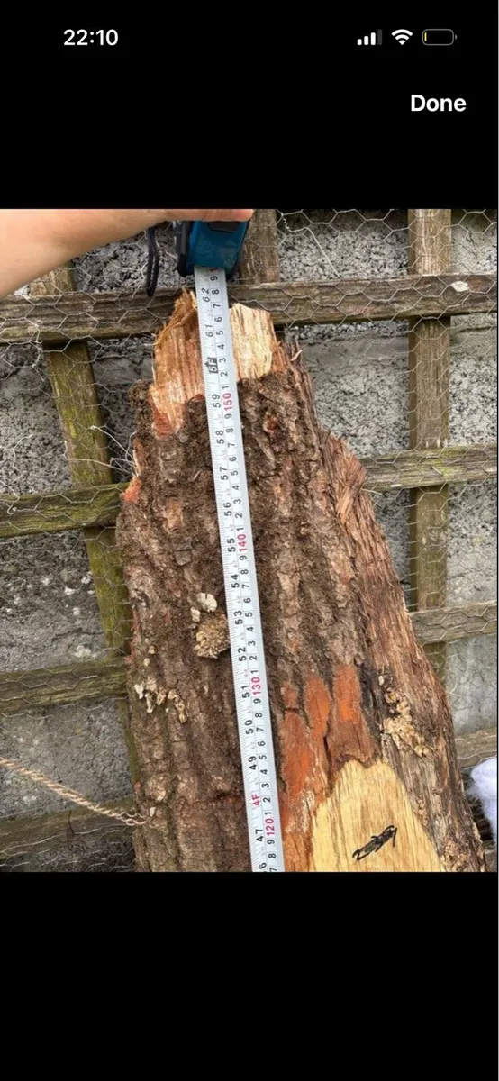 Slab of Oak - Image 3