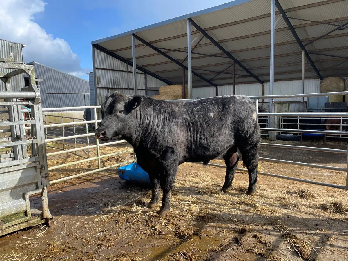 Purebred Angus Bull - Image 2