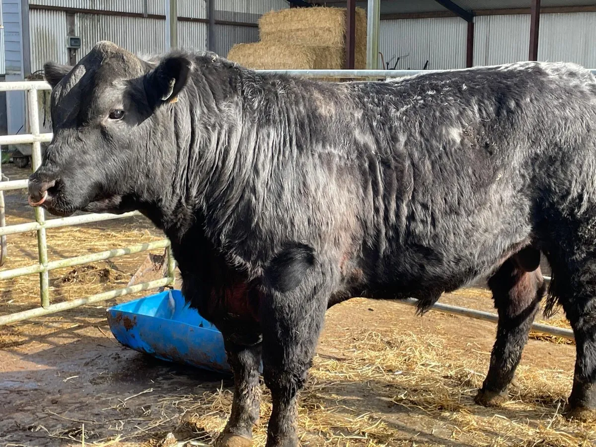 Purebred Angus Bull - Image 3