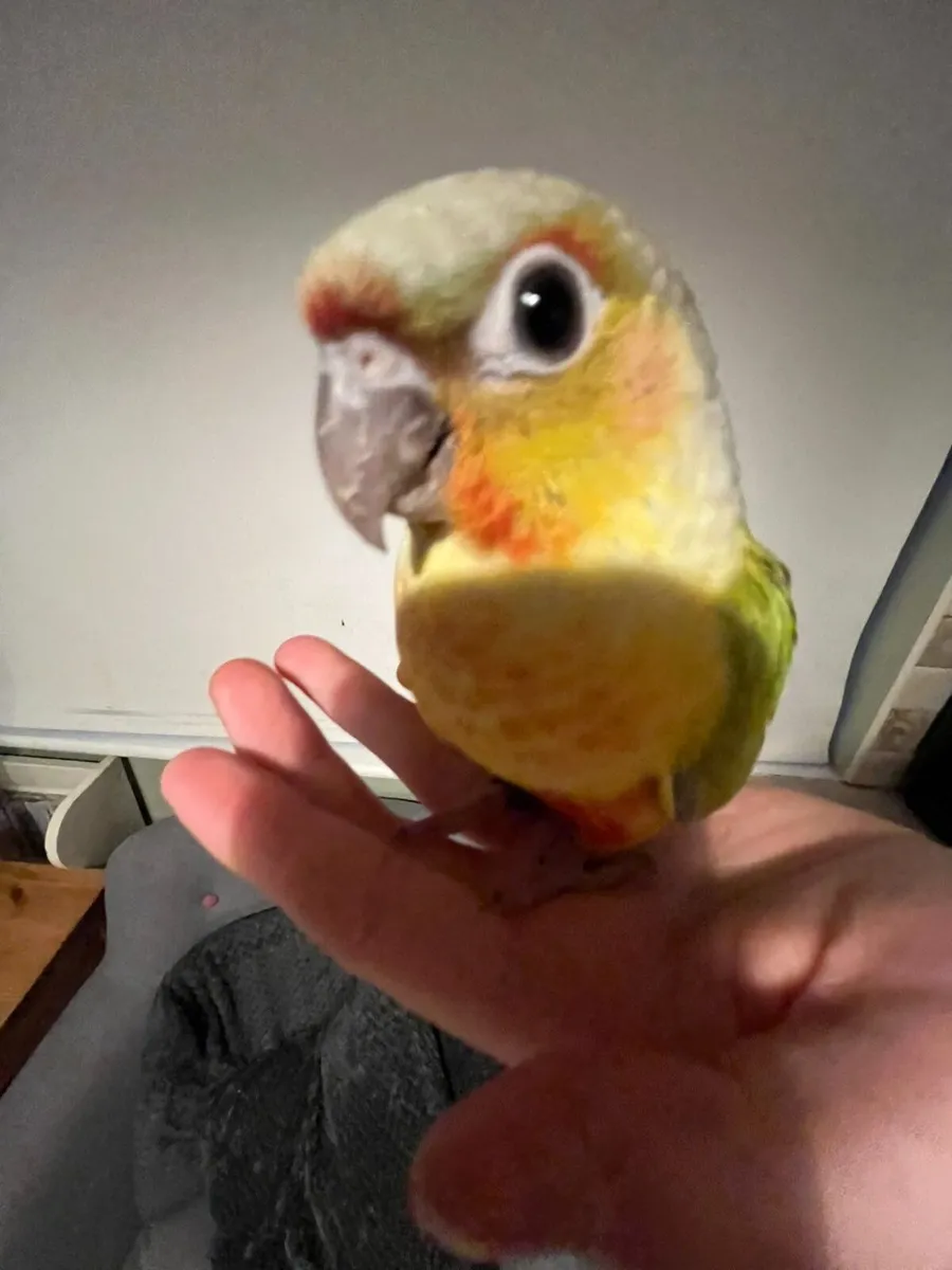 Birds - Image 1