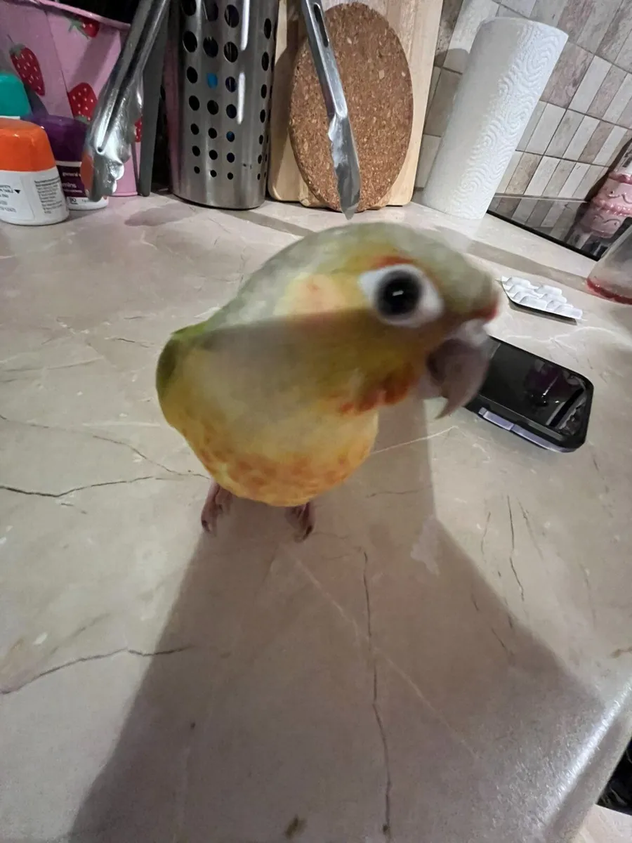 Birds - Image 3