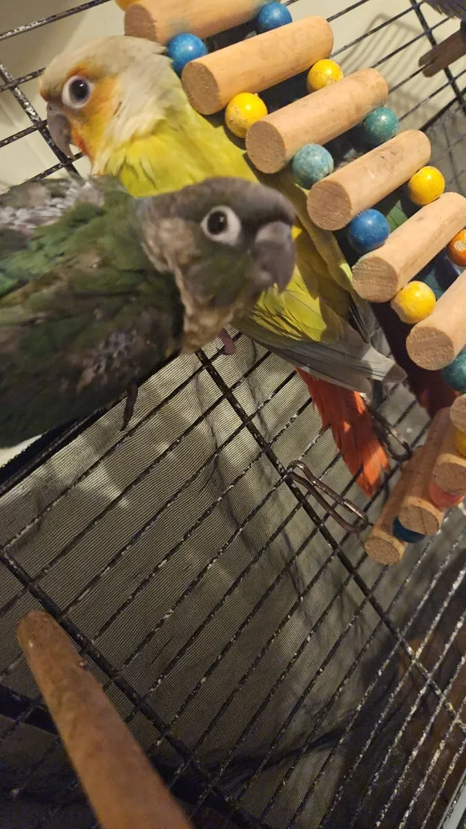 Birds - Image 4