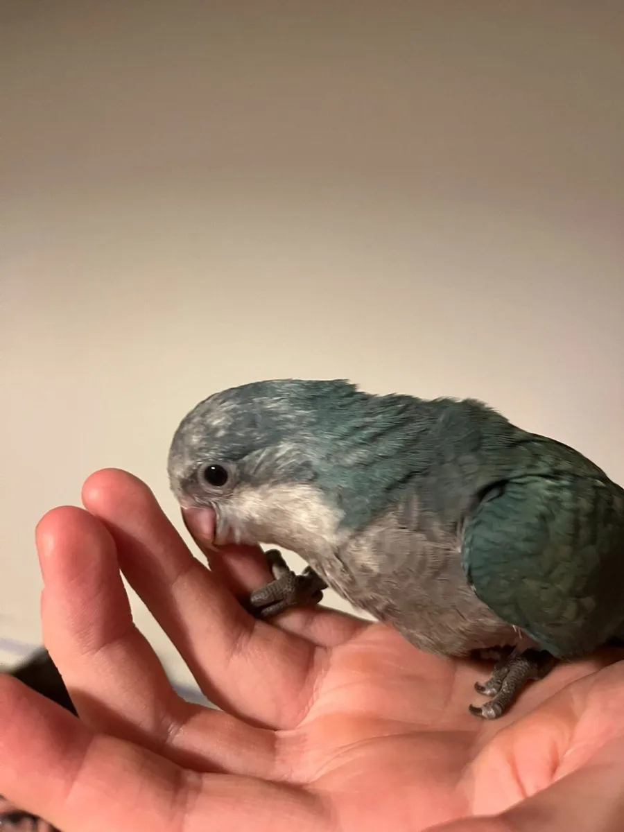 Birds - Image 2