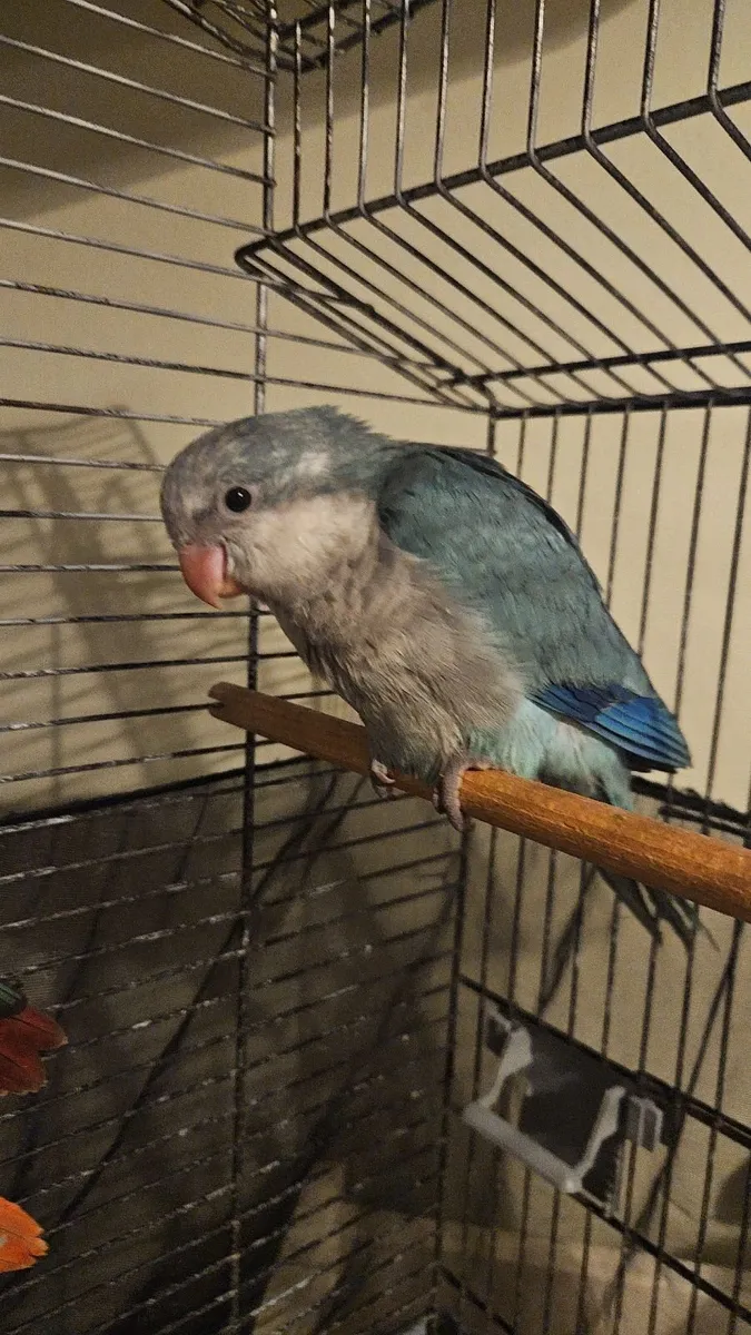 Birds - Image 3