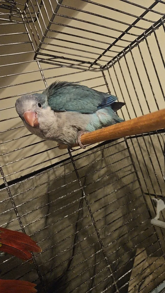 Birds - Image 4
