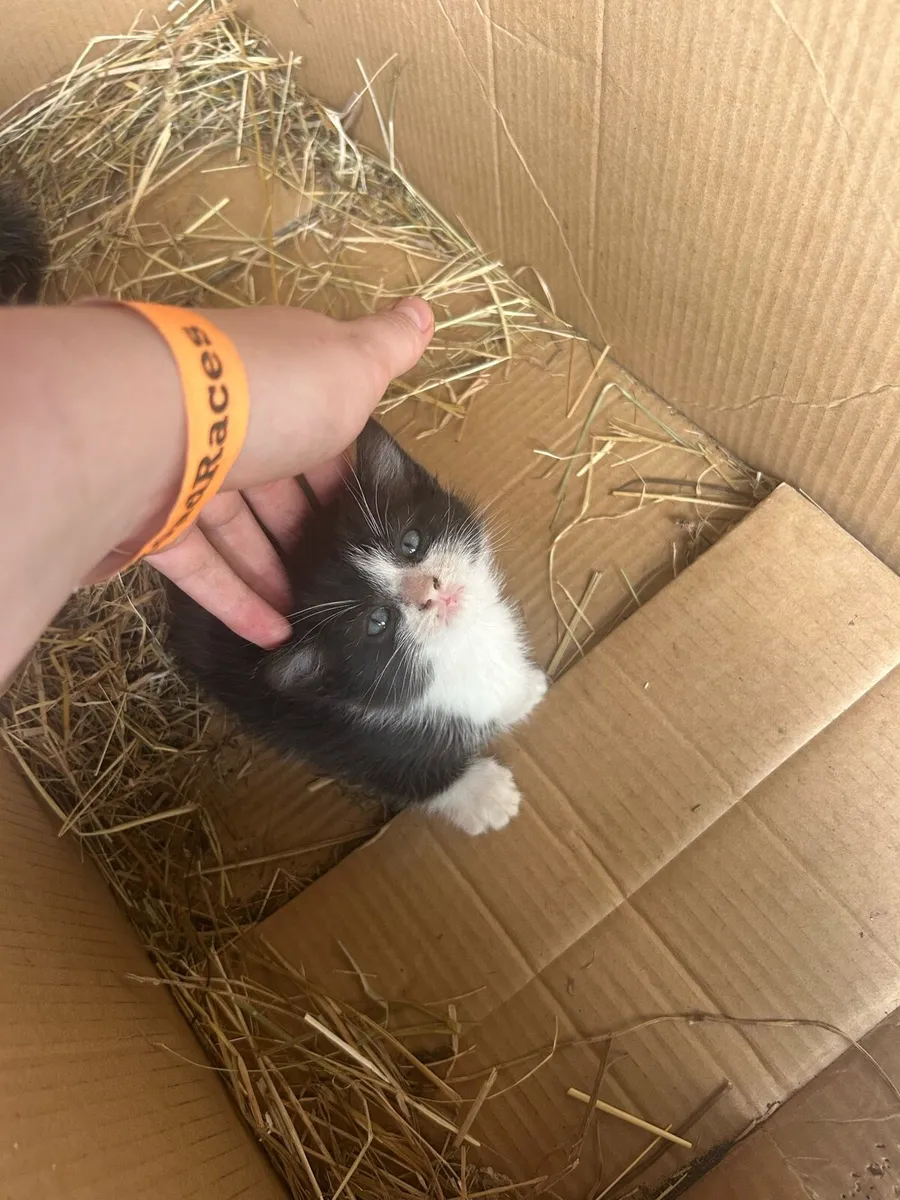 Kittens - Image 2
