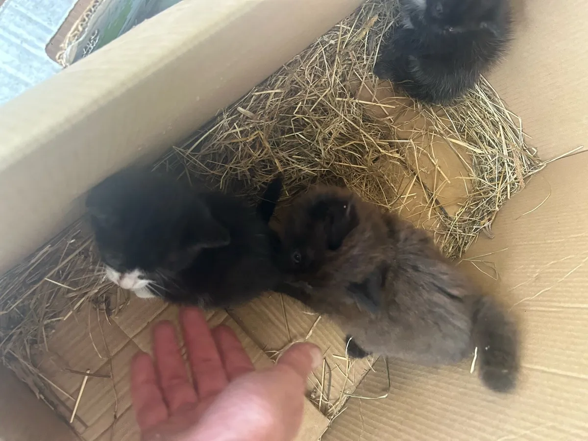 Kittens - Image 3