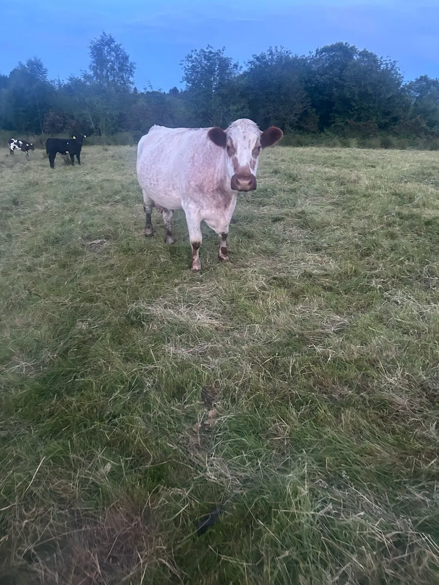 Shorthorn springer - Image 2