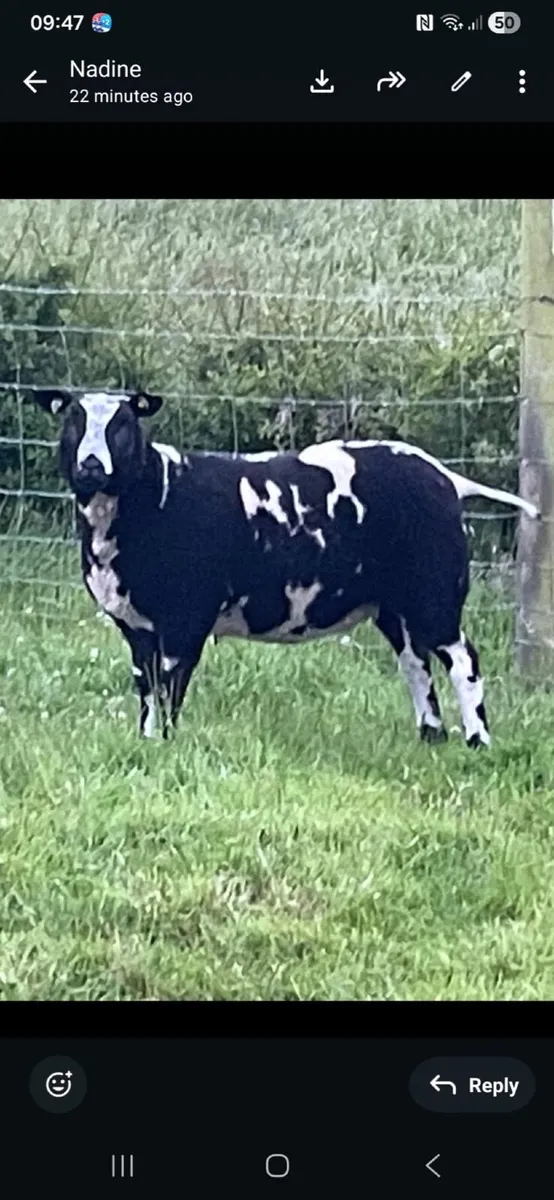 Sheep - Image 1