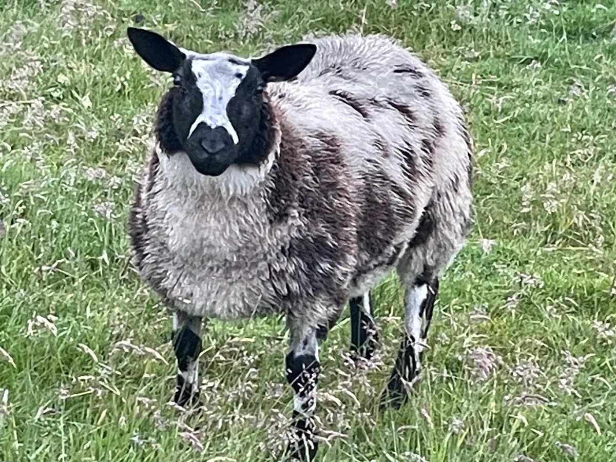 Sheep - Image 3