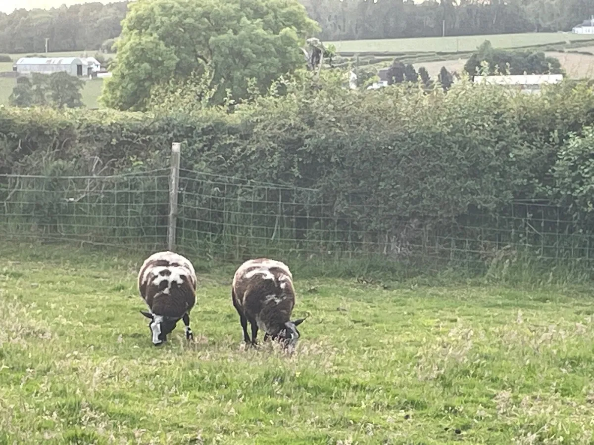 Sheep - Image 4