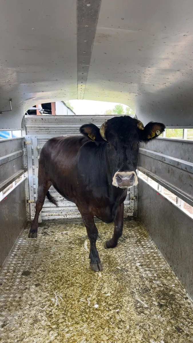 Cull cows wanted !! - Image 1
