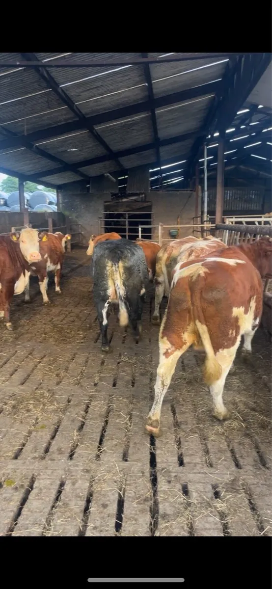 Cull cows wanted !! - Image 3