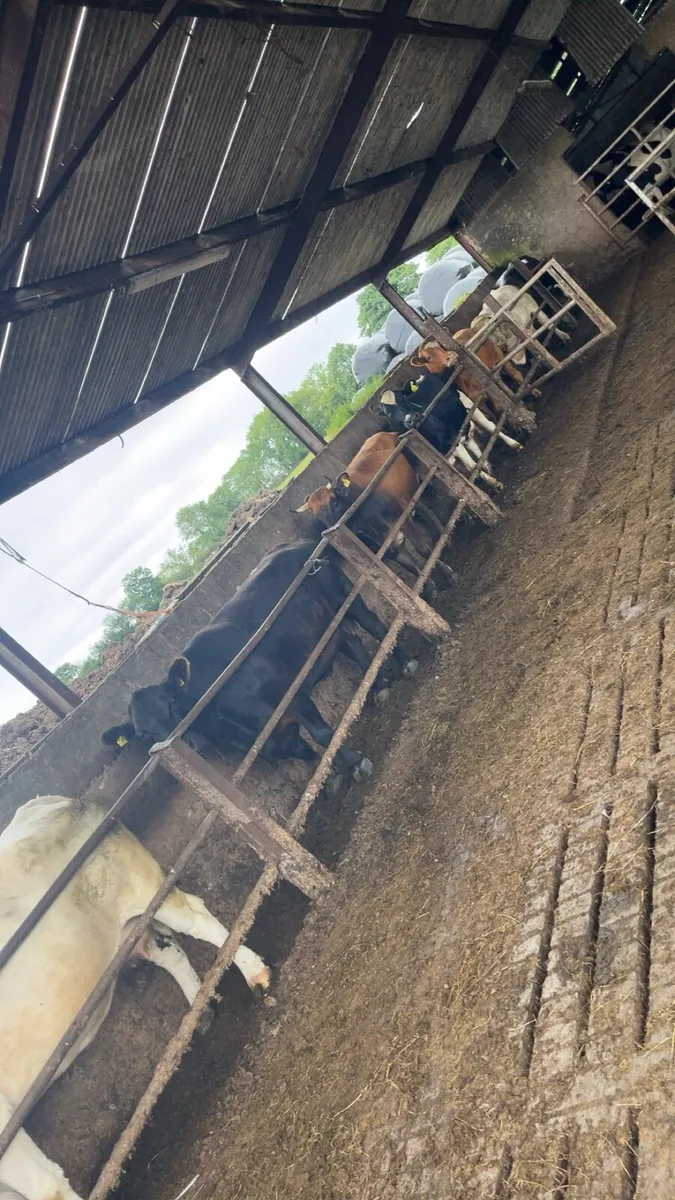 Cull cows wanted !! - Image 4