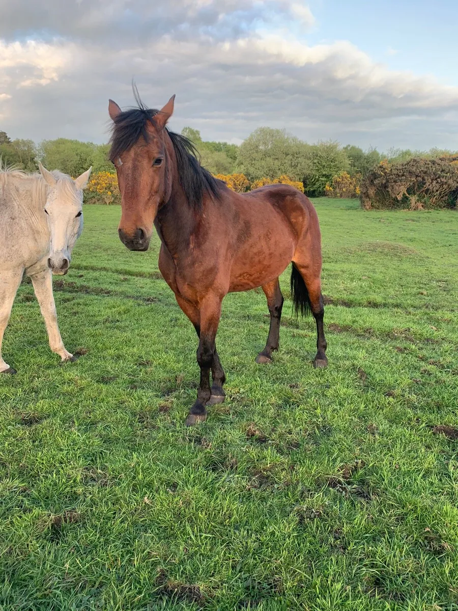 Horses - Image 1