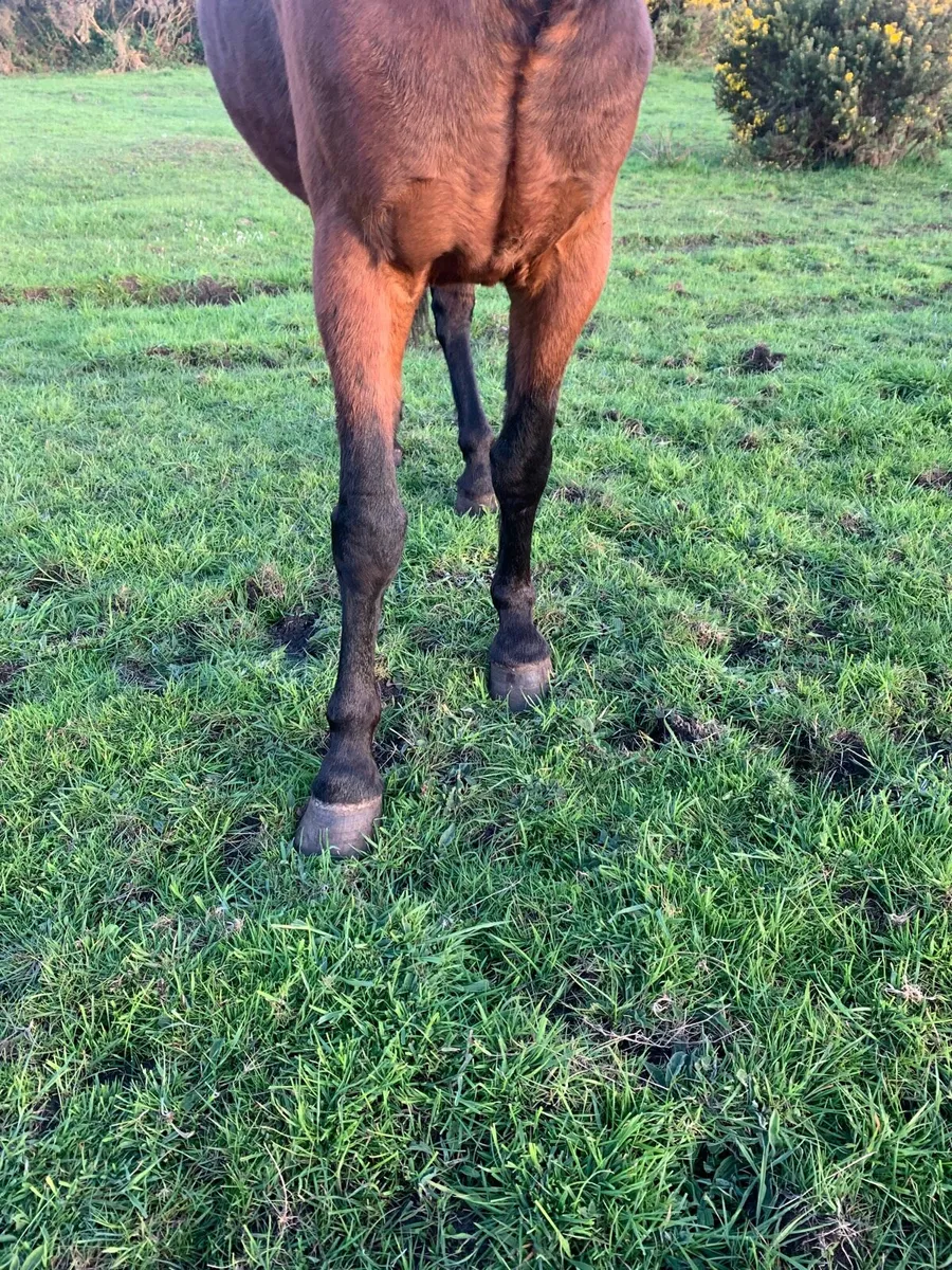 Horses - Image 2