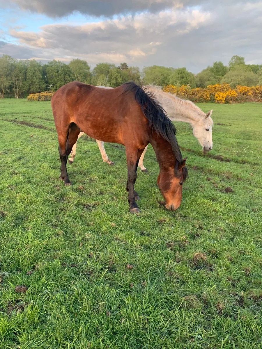 Horses - Image 3