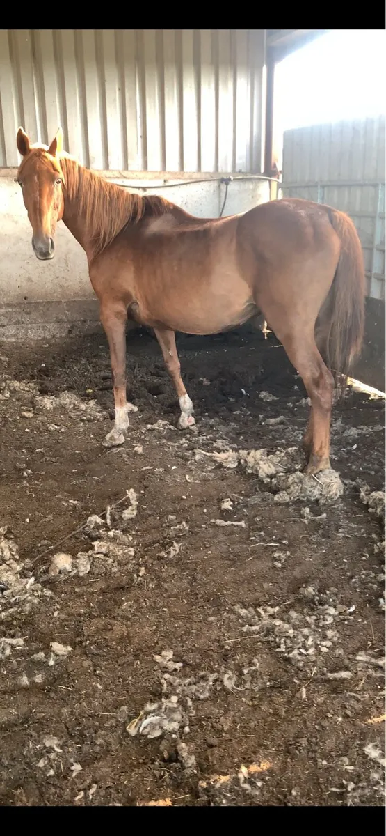 Horses - Image 4