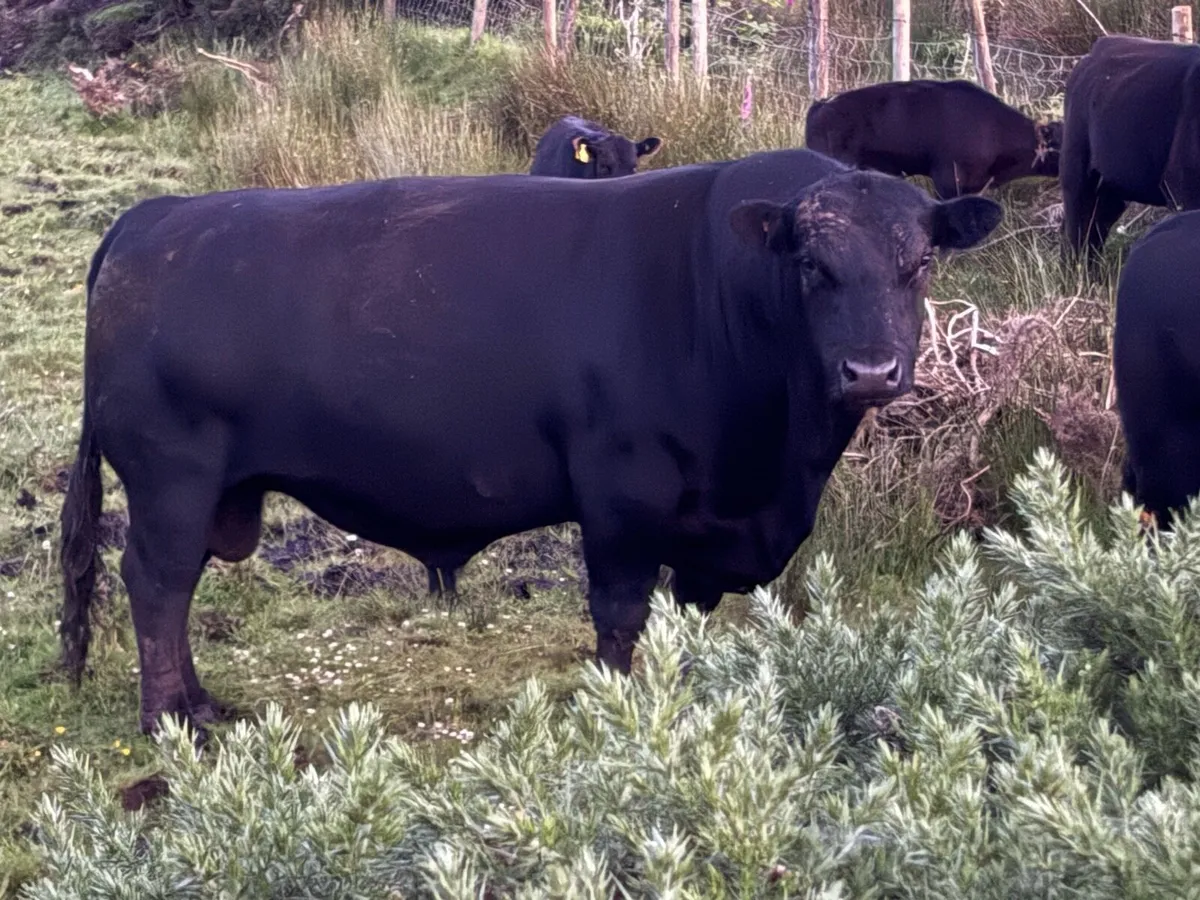 PBR Aberdeen Angus Bull - Image 1