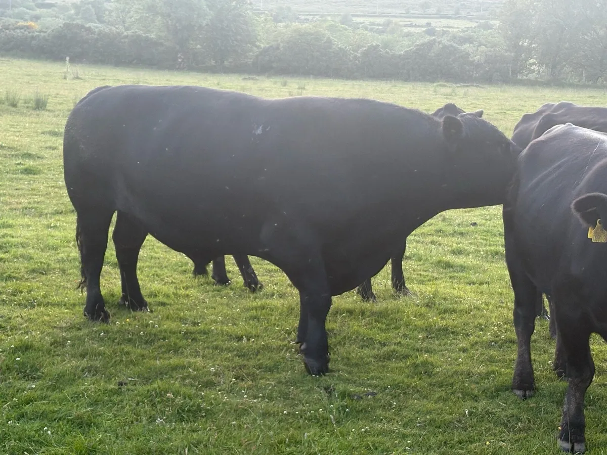 PBR Aberdeen Angus Bull - Image 2