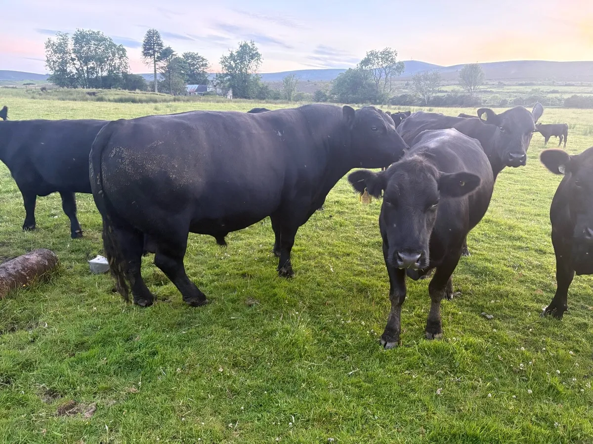 PBR Aberdeen Angus Bull - Image 3