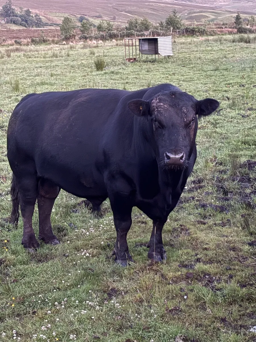 PBR Aberdeen Angus Bull - Image 4