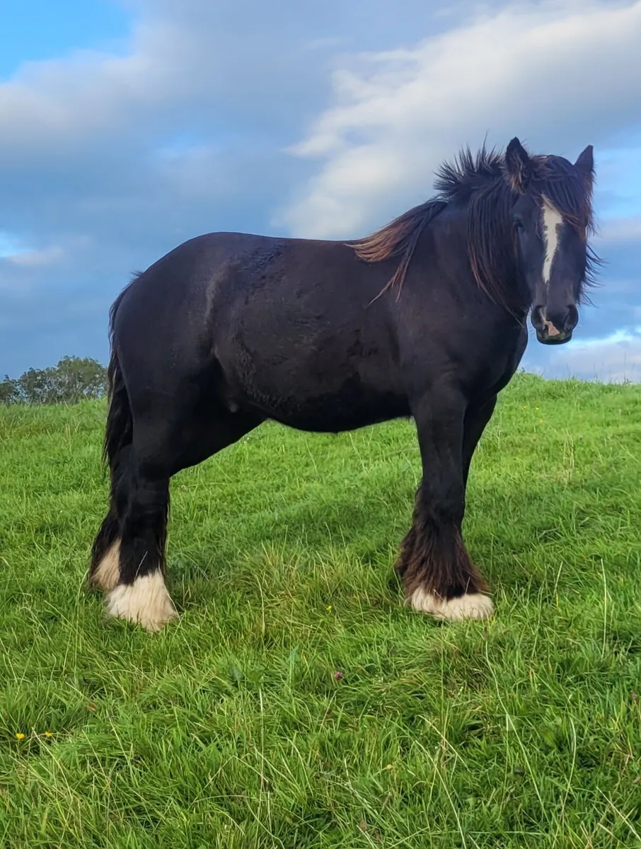 Gelding - Image 1