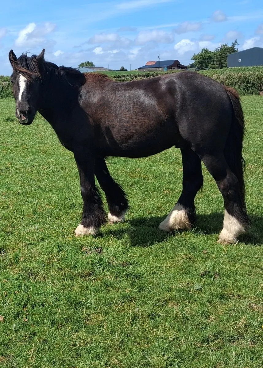 Gelding - Image 2