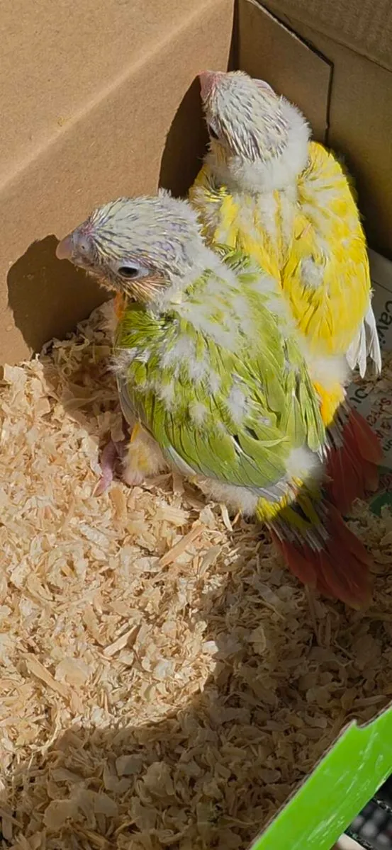 Hand-reared Mint and Suncheek Conures🦜 - Image 2