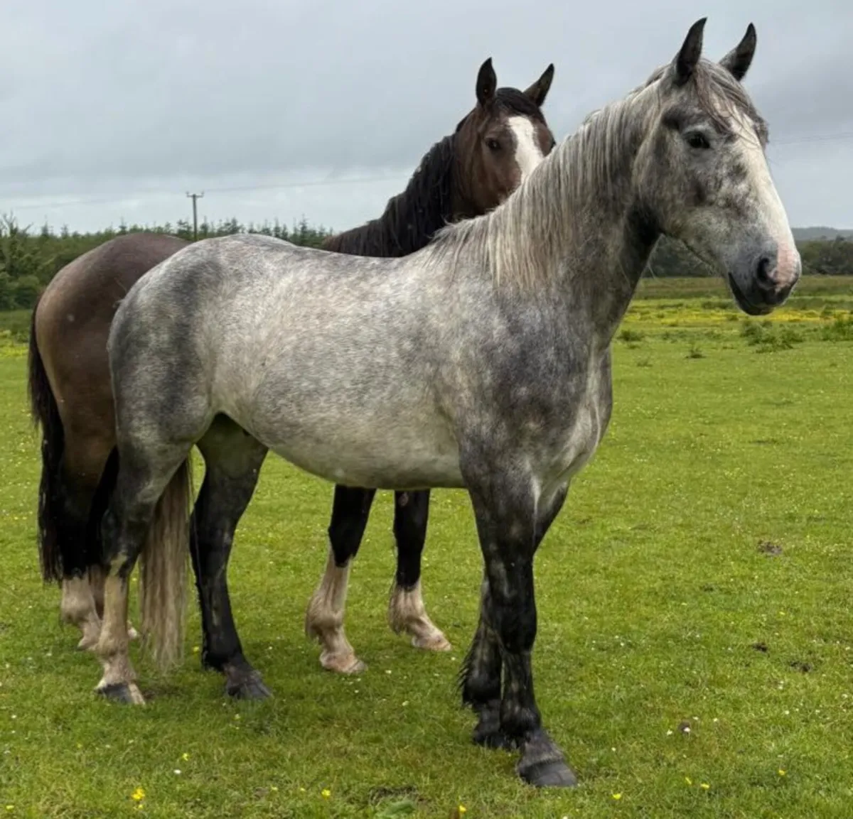 GELDINGS - Image 1