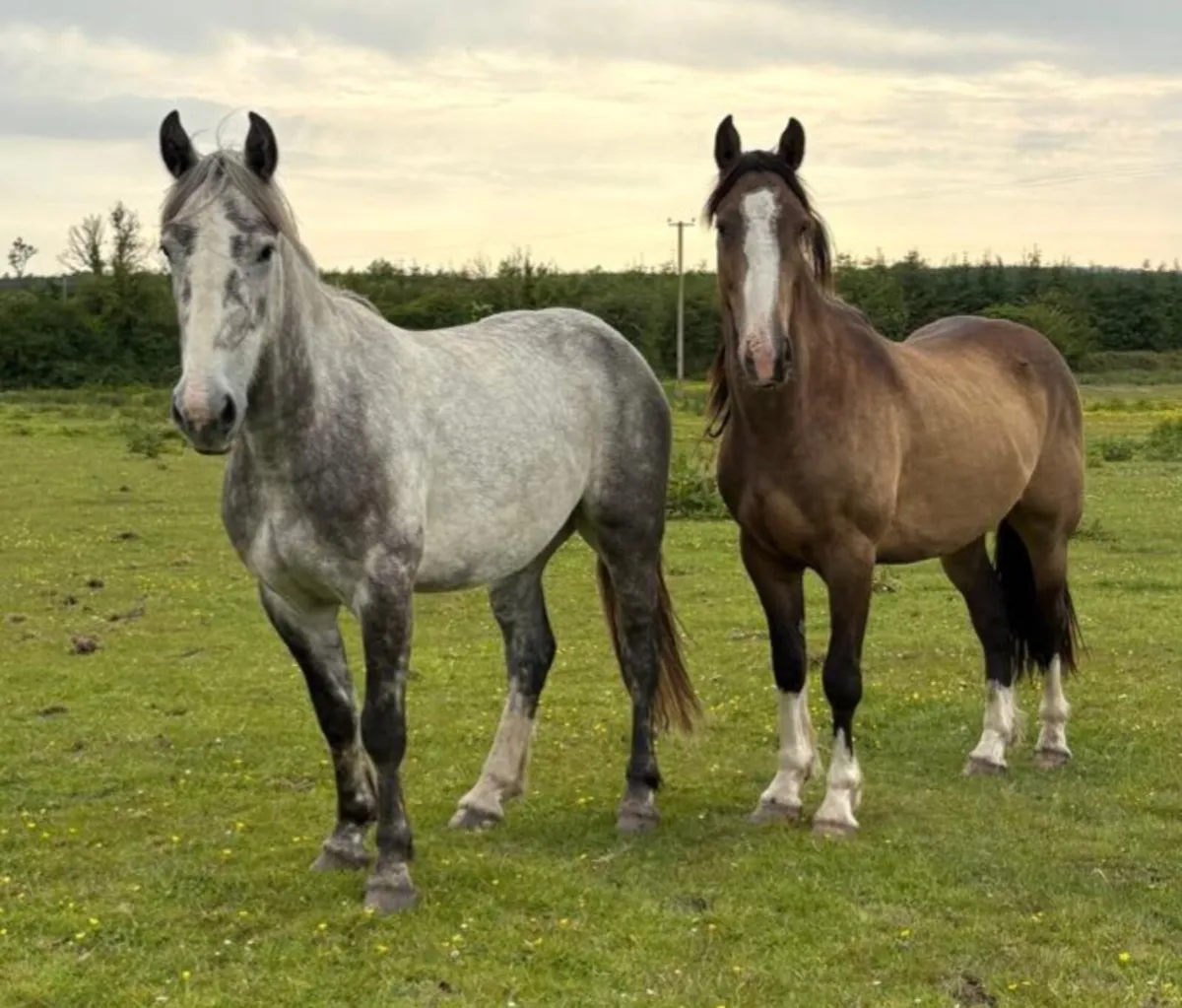 GELDINGS - Image 3