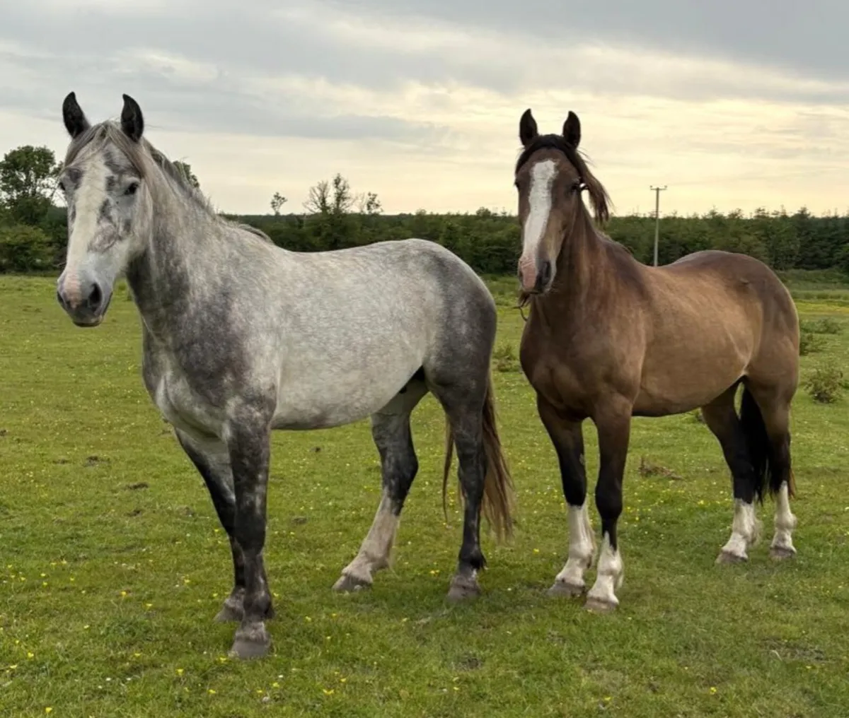 GELDINGS - Image 2