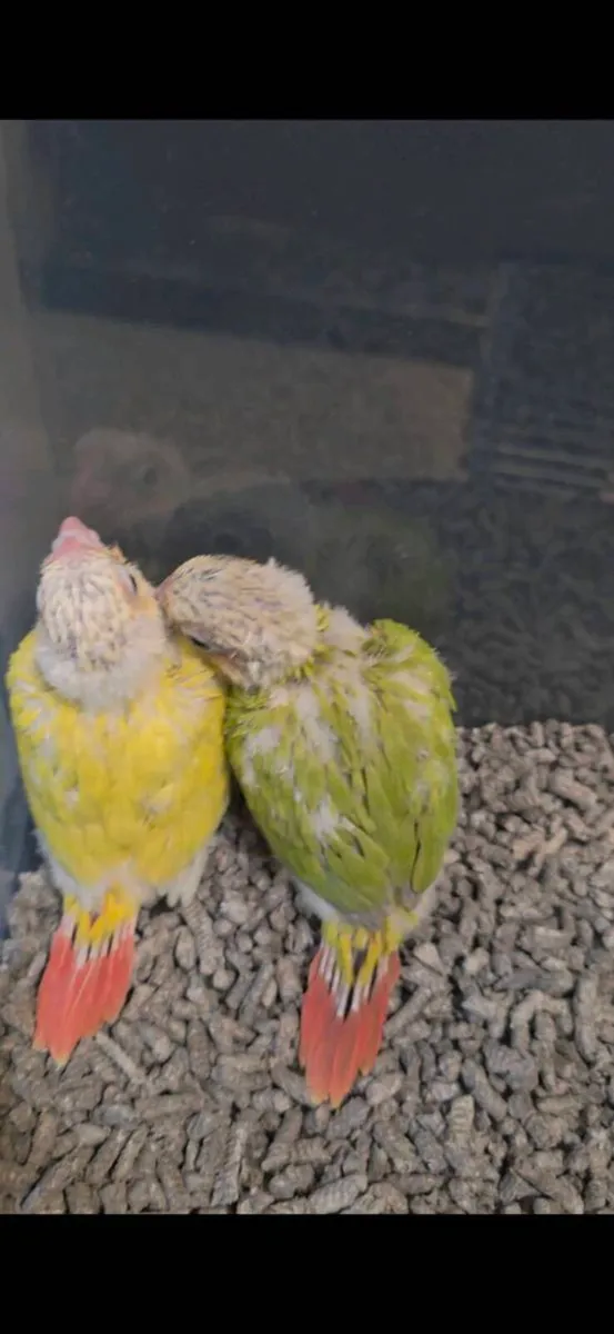 Hand-reared Mint and Suncheek Conures🦜 - Image 1