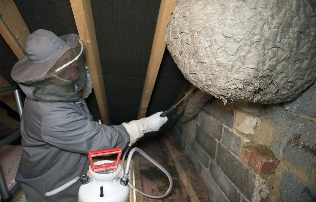 Wasp Removal Treatment - Image 4