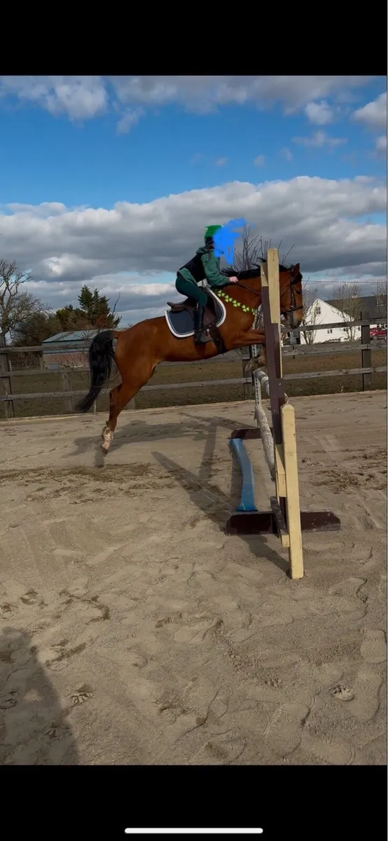 13.2 Showjumping Pony - Image 1