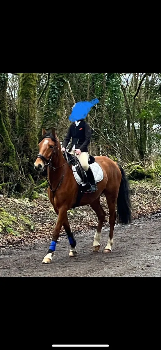 13.2 Showjumping Pony - Image 2