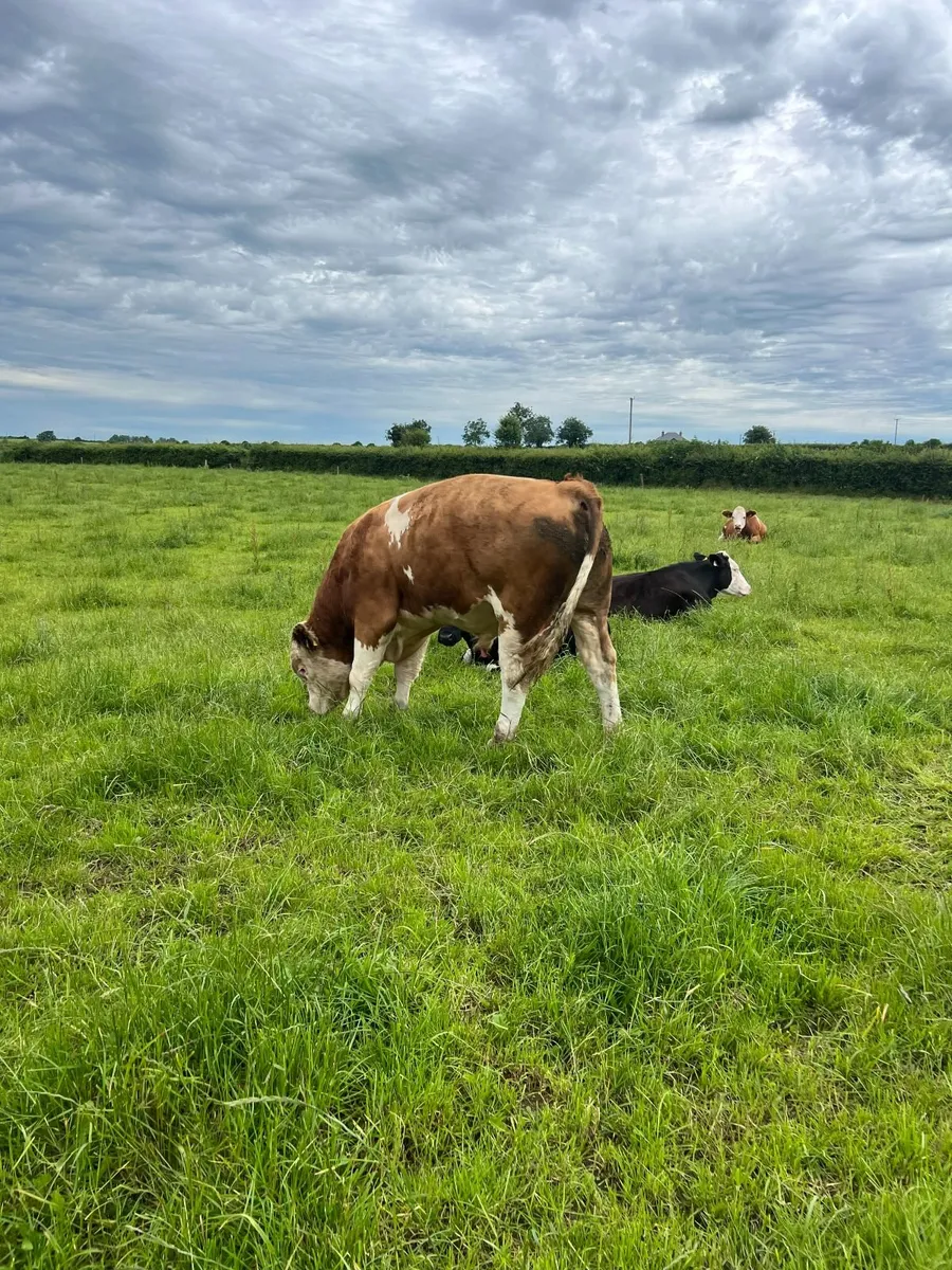 Fleckvieh Bull - Image 3