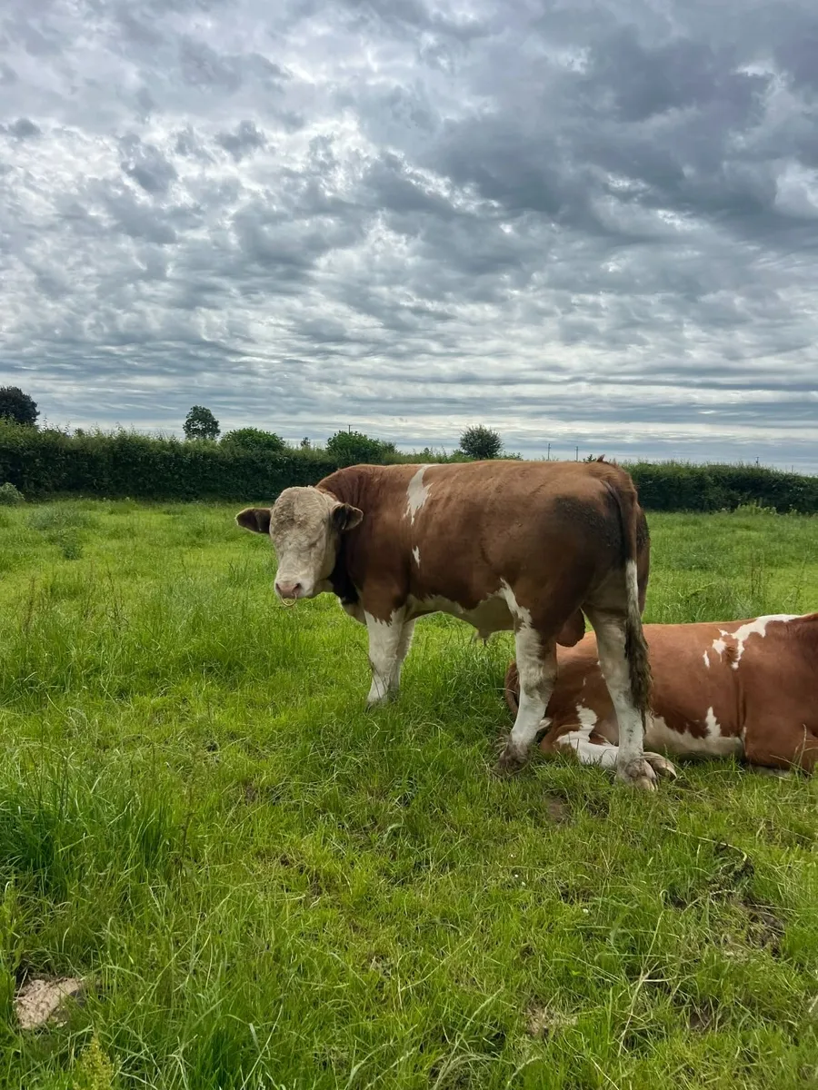 Fleckvieh Bull - Image 4